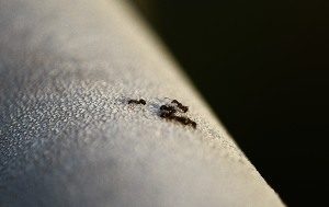 Muurahaisten torjunta ja hävittäminen saattaa kestää ainakin kuukauden.